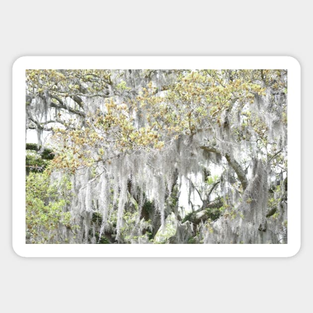 spanish moss Sticker by sarelitay